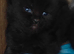 Beautiful kitten