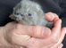 Exotic Shorthair Kittens For Sale