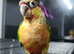 Hand reared male greencheek conures ready to go