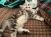 Scottish fold kitten reduced in price