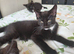 Last 2 male mainecoon cross