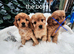 F1 CAVAPOO PUPPIES