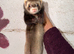 Semi angora ferrets for sale
