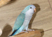 Baby Blue Quaker parrots available.30