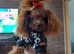 Korean Maltese x Asian poodle