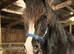 Gorgeous black section D mare