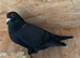 Black cock racing racer pigeon bred 2026