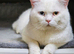 Beautiful Pure British Shorthair WHITE Odd Eyes Male
