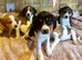 Lab x beagles ready now