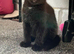 Ragdoll cross russian blue kittens