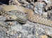Het Hypo Bull Snake at Birmingham Reptiles