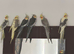 Baby Cocatiels and budgies birds