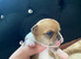 Chihuahua puppies