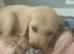 Goldador puppies