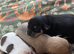 2 girls 1 boy chihuahuas for sale