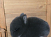 Blue fox netherland dwarf for sale