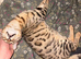 Bengal boy