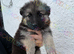 Reduced ready now kcreg grey sable and Black and Tan