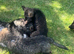Puppies