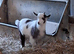 Pygmy billy kid ready now