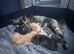 Beautiful Kittens in Holbeach, Tortico, Black, Tuxedo ️