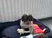 F1b cockerpoo 2 boys available