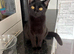 2 year old female