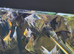 Premium Homebred Angelfish &ndash;  Available