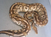 Various Royal pythons