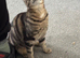 2 female adult cats
