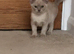 Burmese kittens