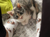 Pair cats
