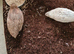 Celadon gene quails £3.00