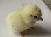 Red laying hen chicks