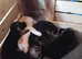 Puppies for Sale
