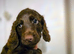 Last male cockapoo