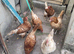Egg laying hens for sale