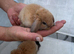 Beautiful baby mini lops only 3 left