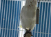 Female Cockatoo Glasgow