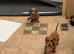 Daxie puppies