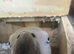Pair of African greys