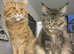 Mature male Maine Coon