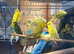 Tame alexanderine budgies parrolets love birds