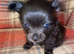 Adorable male long haired puppy looking for his forever home