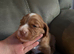 3 remaining  from this beautiful litter