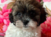 Shipoo puppies ready now