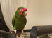 Rare Cherry headed conure