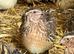 Japanese Coturnix Quails for sale