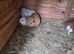 Male guinea pigs