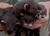 Black ferret kits